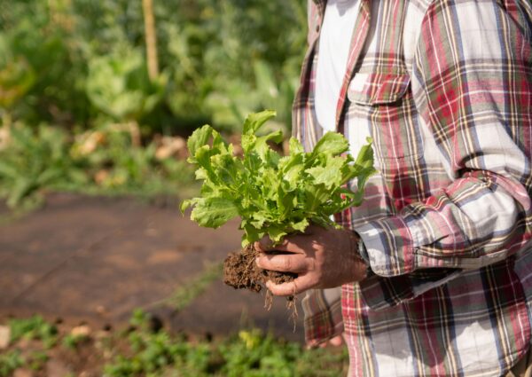 USDA CIG Gardens